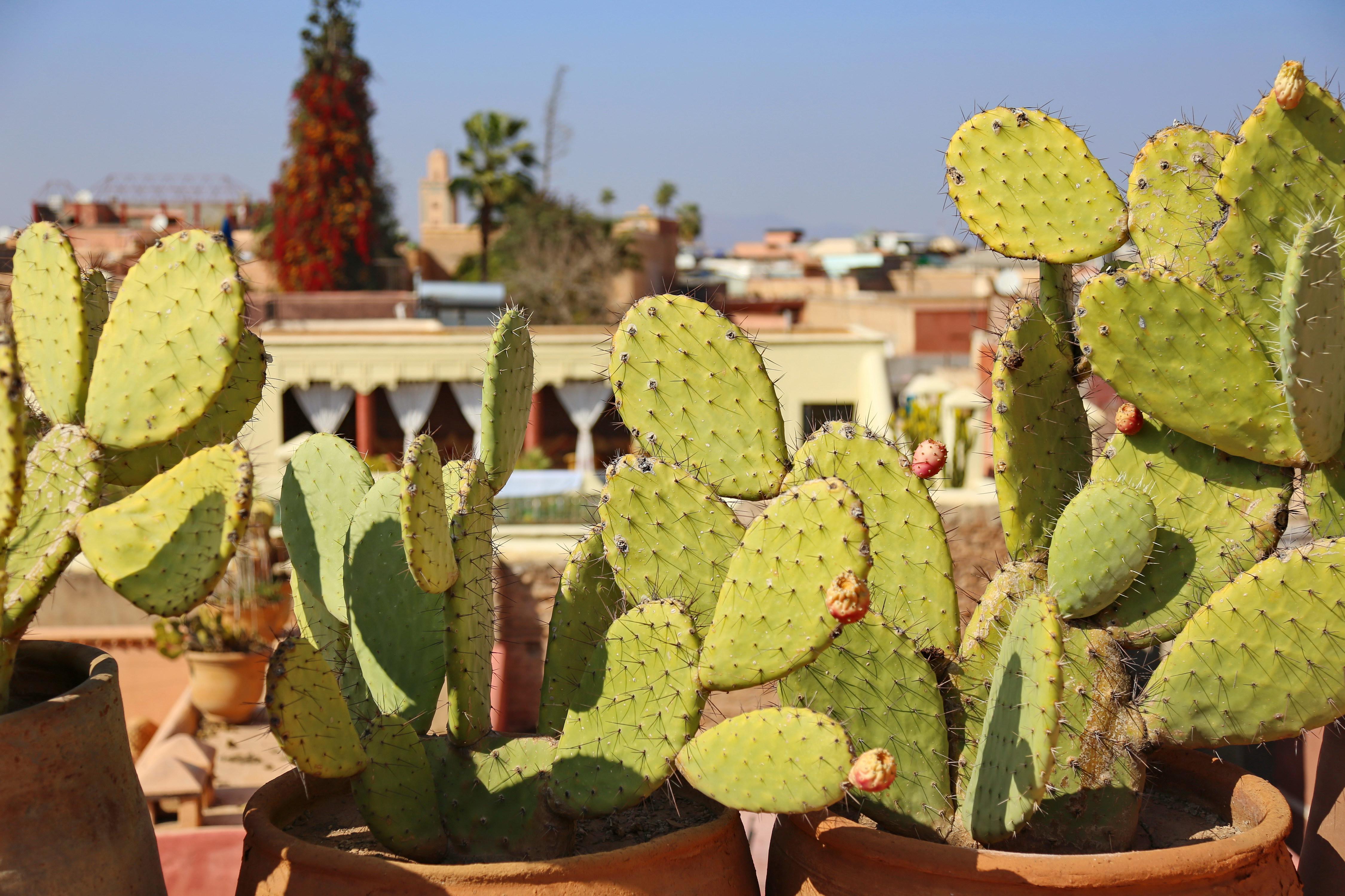 Riad Marrakiss Marrakesh Ngoại thất bức ảnh